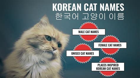 korean cat names|the cutest kitten in korea.